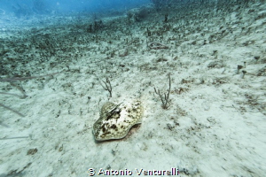 stingray camouflage by Antonio Venturelli 